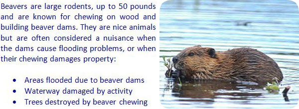 beavers beaver rid repellent pond dams kill wildlife