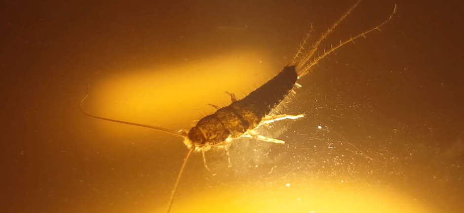 Guide to How to Get Rid of Silverfish in Your Home
